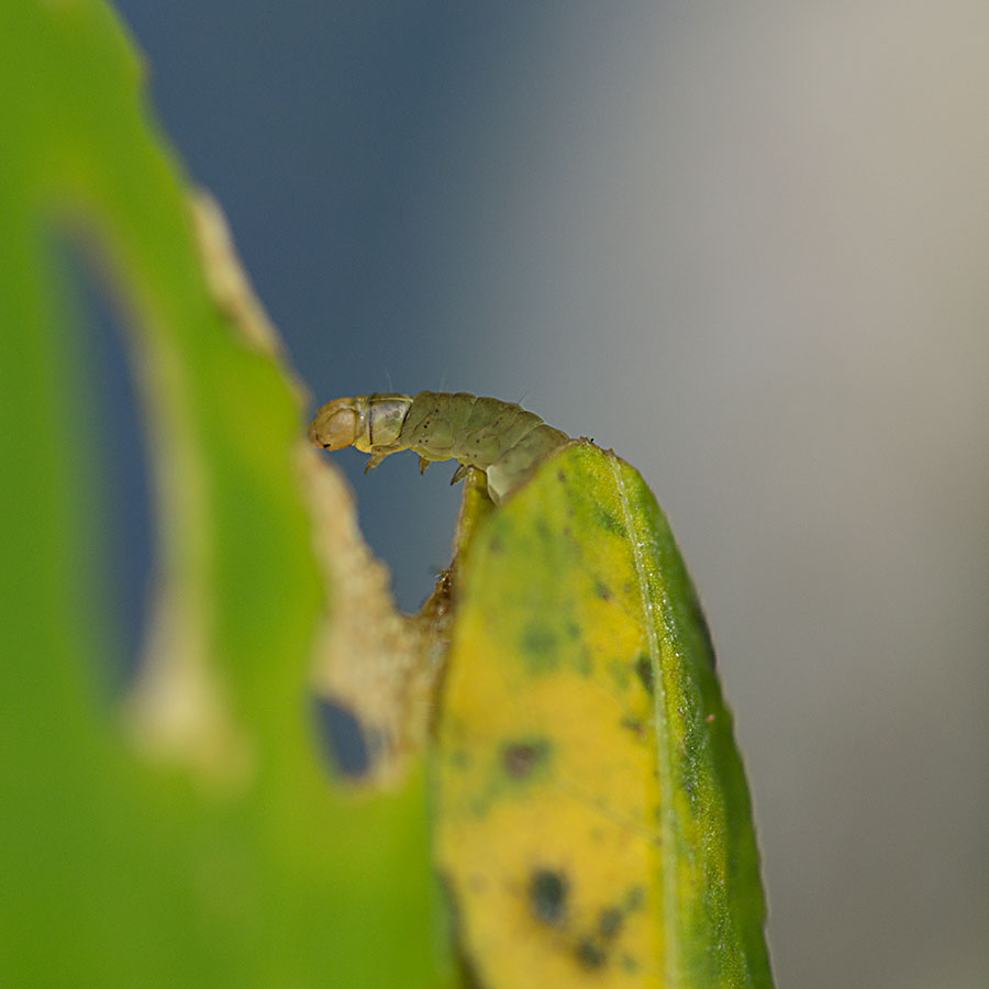 Raupe des Seerosenzünslers II