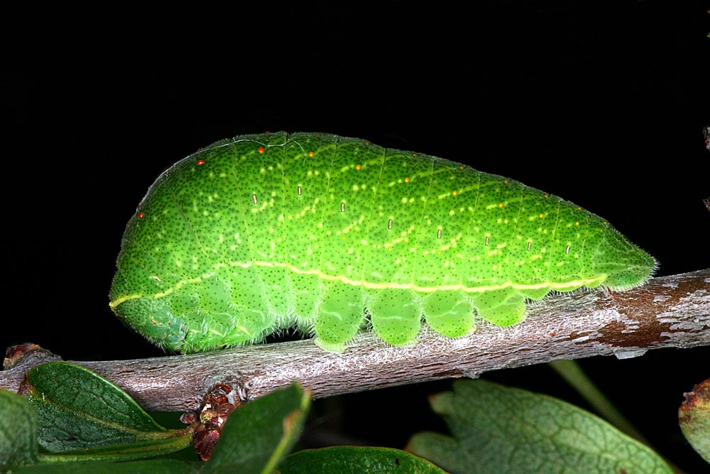 Raupe des Segelfalters