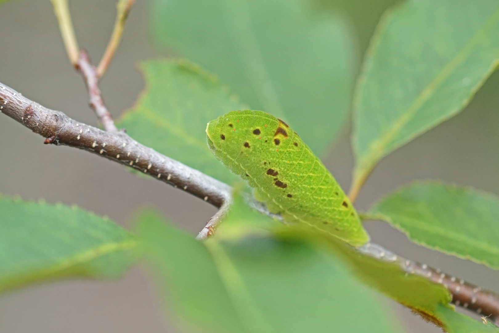 Raupe des Segelfalters (Iphiclides podalirius)