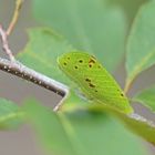 Raupe des Segelfalters (Iphiclides podalirius)