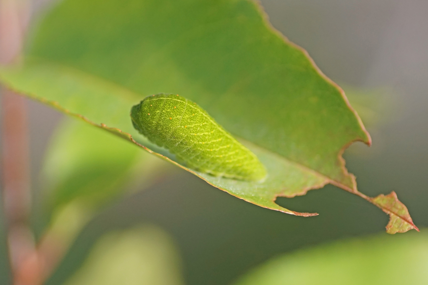 Raupe des Segelfalters (Iphiclides podalirius)