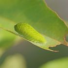 Raupe des Segelfalters (Iphiclides podalirius)