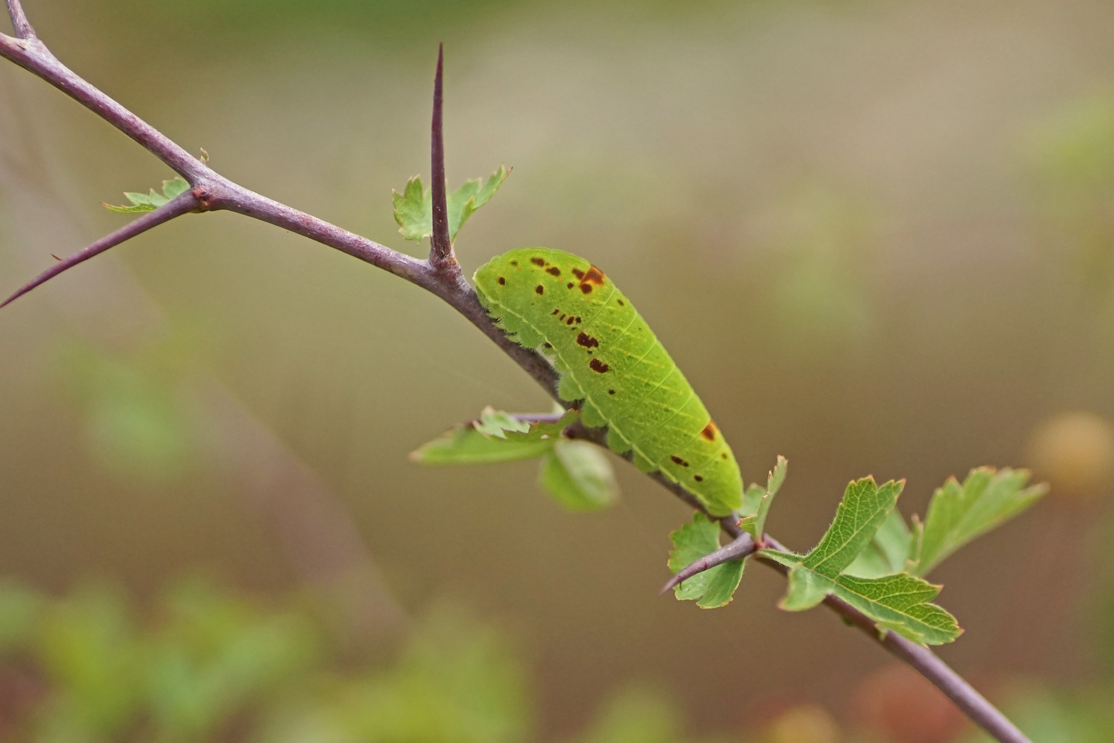 Raupe des Segelfalters (Iphiclides podalirius)