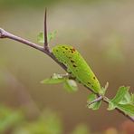 Raupe des Segelfalters (Iphiclides podalirius)