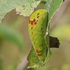 Raupe des Segelfalters (Iphiclides podalirius)