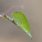 Raupe des Segelfalters (Iphiclides podalirius)