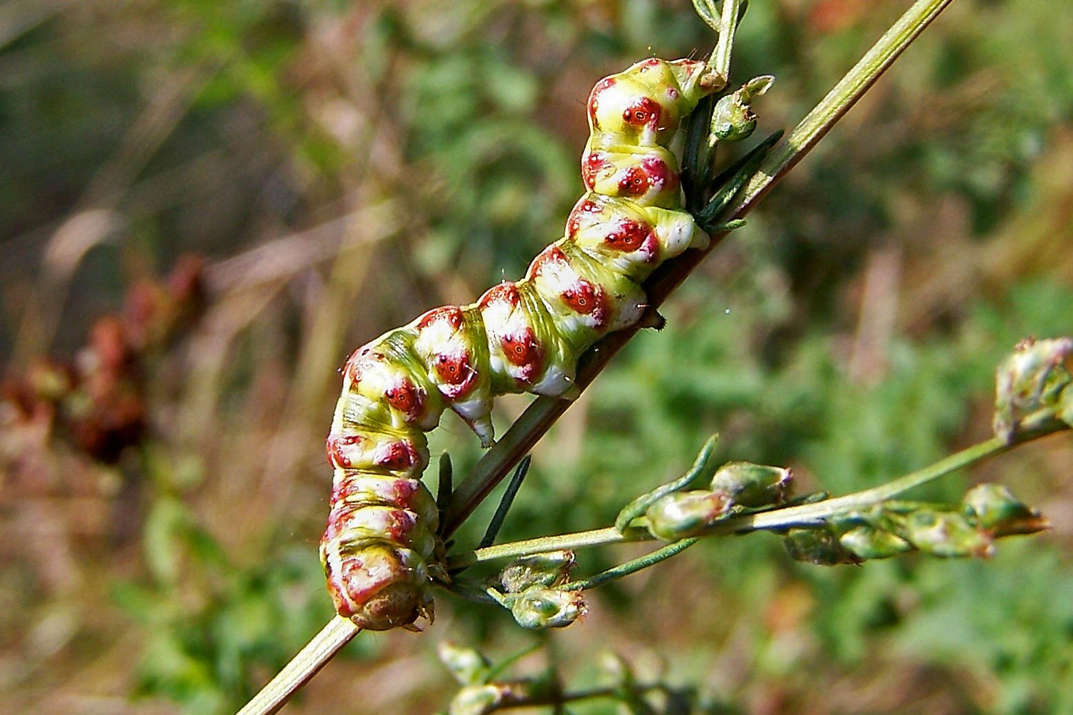 Raupe des Silber-Mönches (Cucullia argentea)