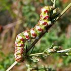 Raupe des Silber-Mönches (Cucullia argentea)