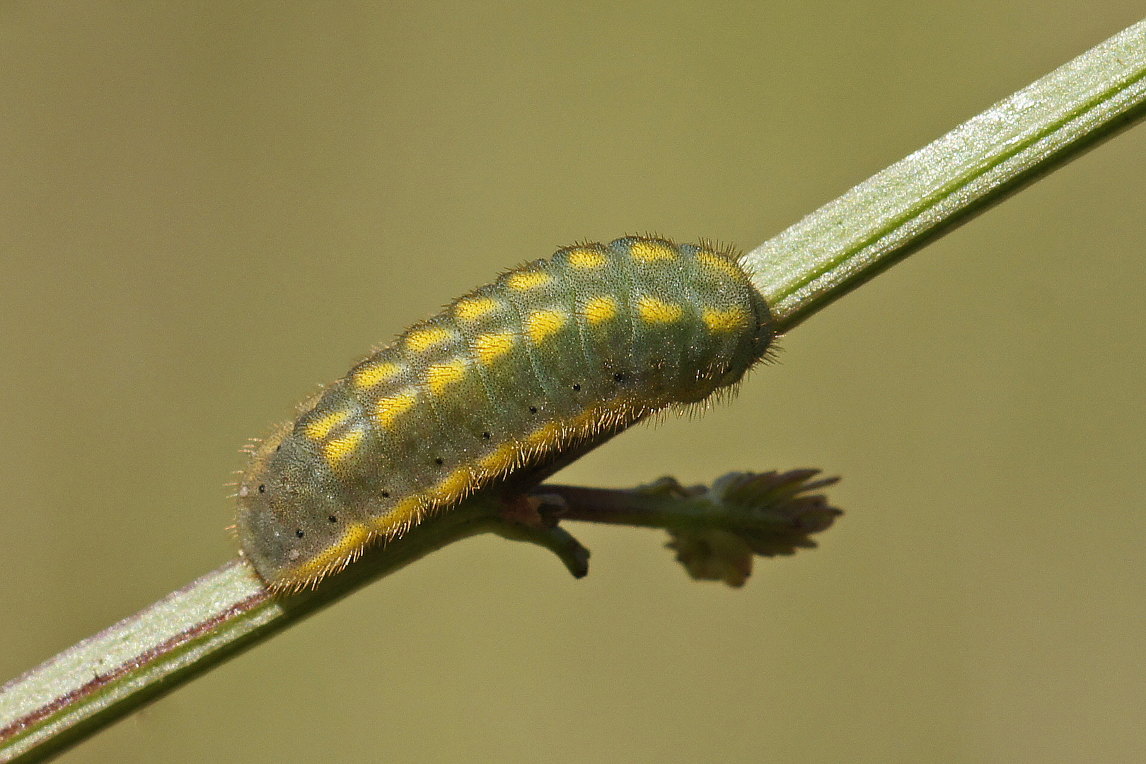 Raupe des Silbergrünen Bläulings (Polyommatus coridon)