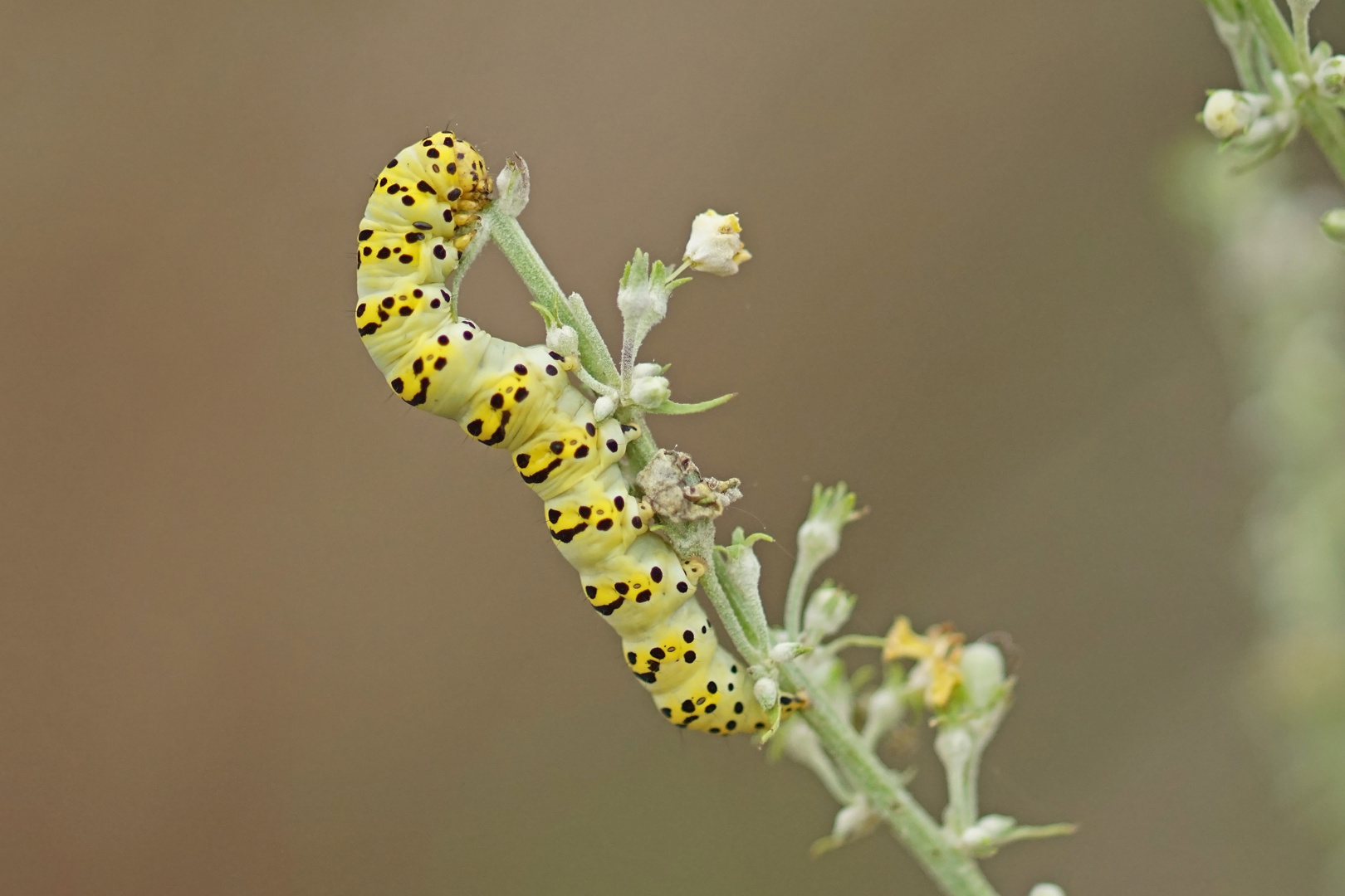 Raupe des Späten Königskerzen-Mönches (Cucullia lychnitis)