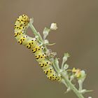 Raupe des Späten Königskerzen-Mönches (Cucullia lychnitis)