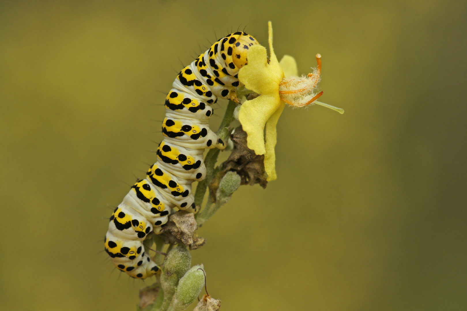 Raupe des Späten Königskerzen-Mönches (Cucullia lychnitis)