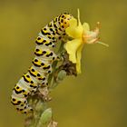 Raupe des Späten Königskerzen-Mönches (Cucullia lychnitis)