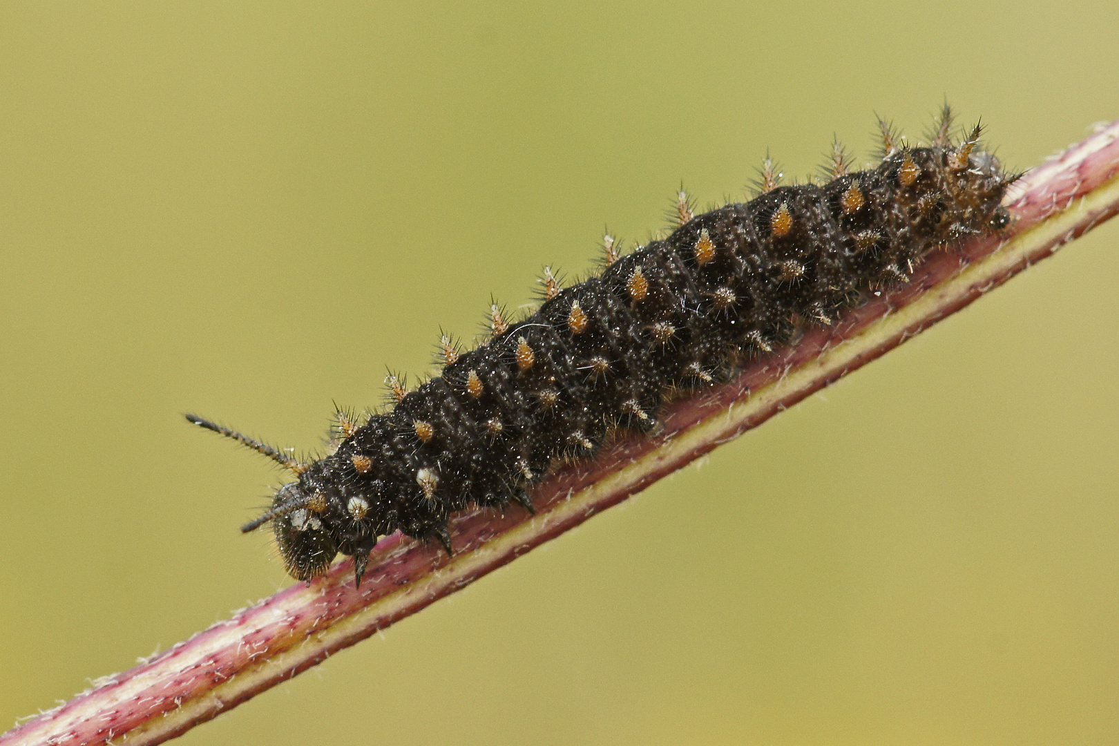 Raupe des Sumpfwiesen-Perlmuttfalters (Boloria selene)