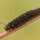 Raupe des Sumpfwiesen-Perlmuttfalters (Boloria selene)