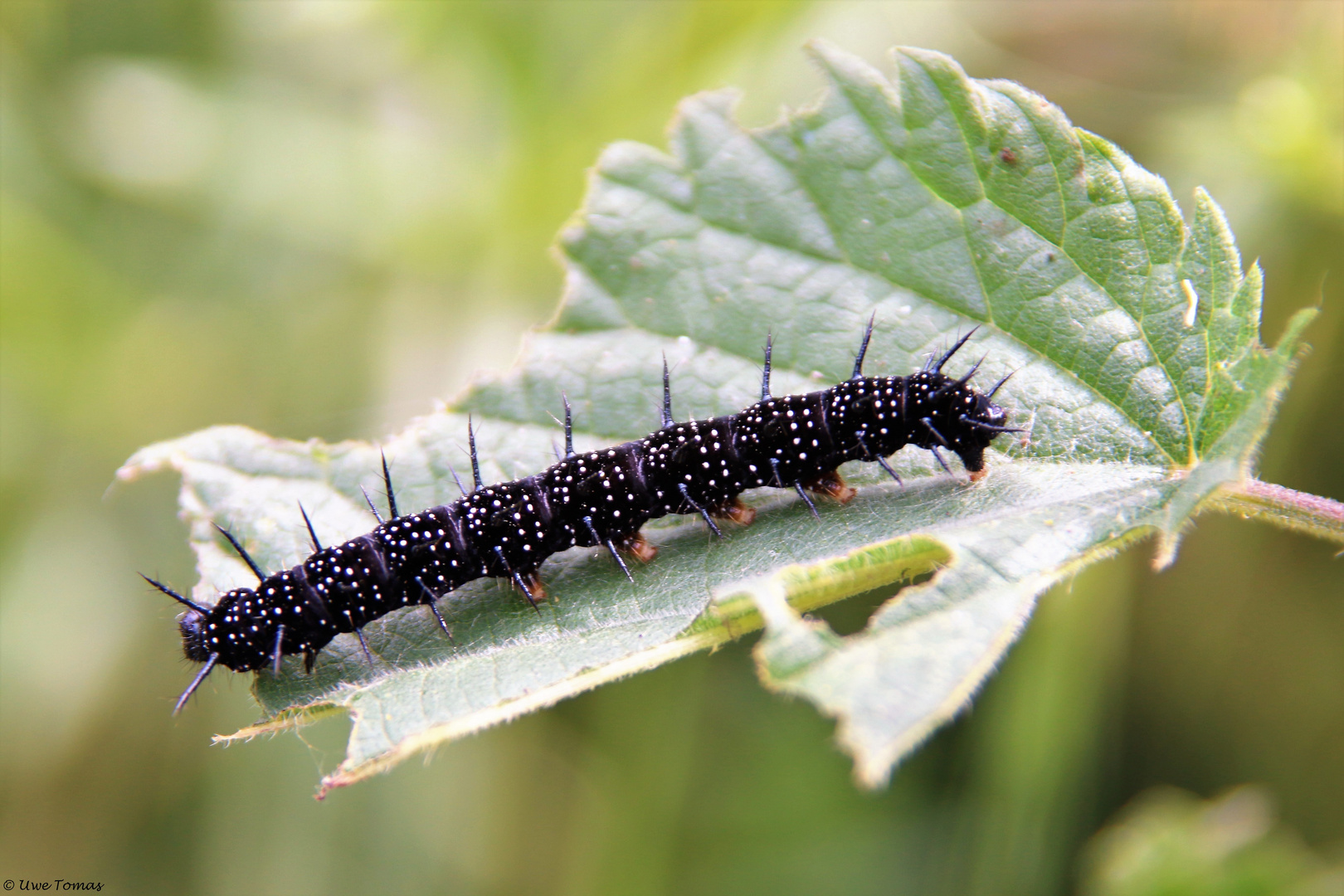 Raupe des Tagpfauenauge