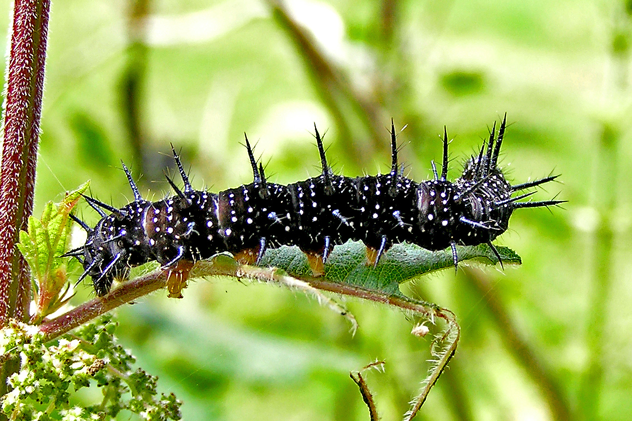 Raupe des Tagpfauenauge (Aglais io)......