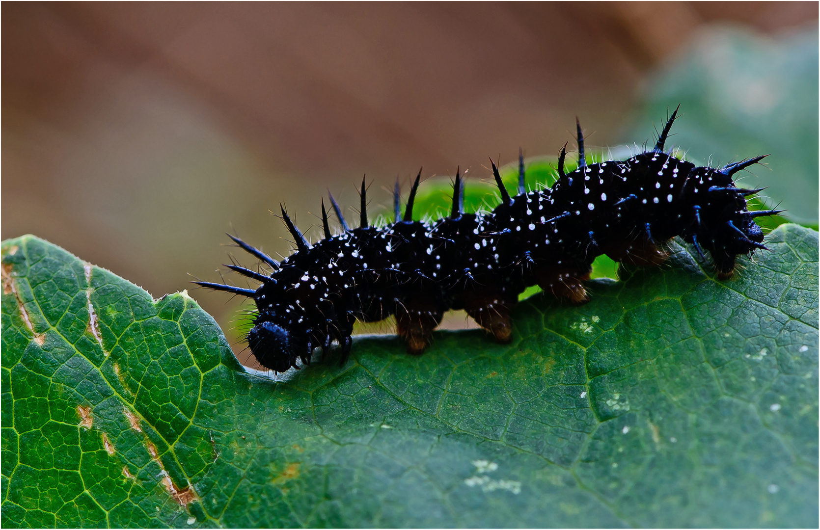 Raupe des Tagpfauenauges