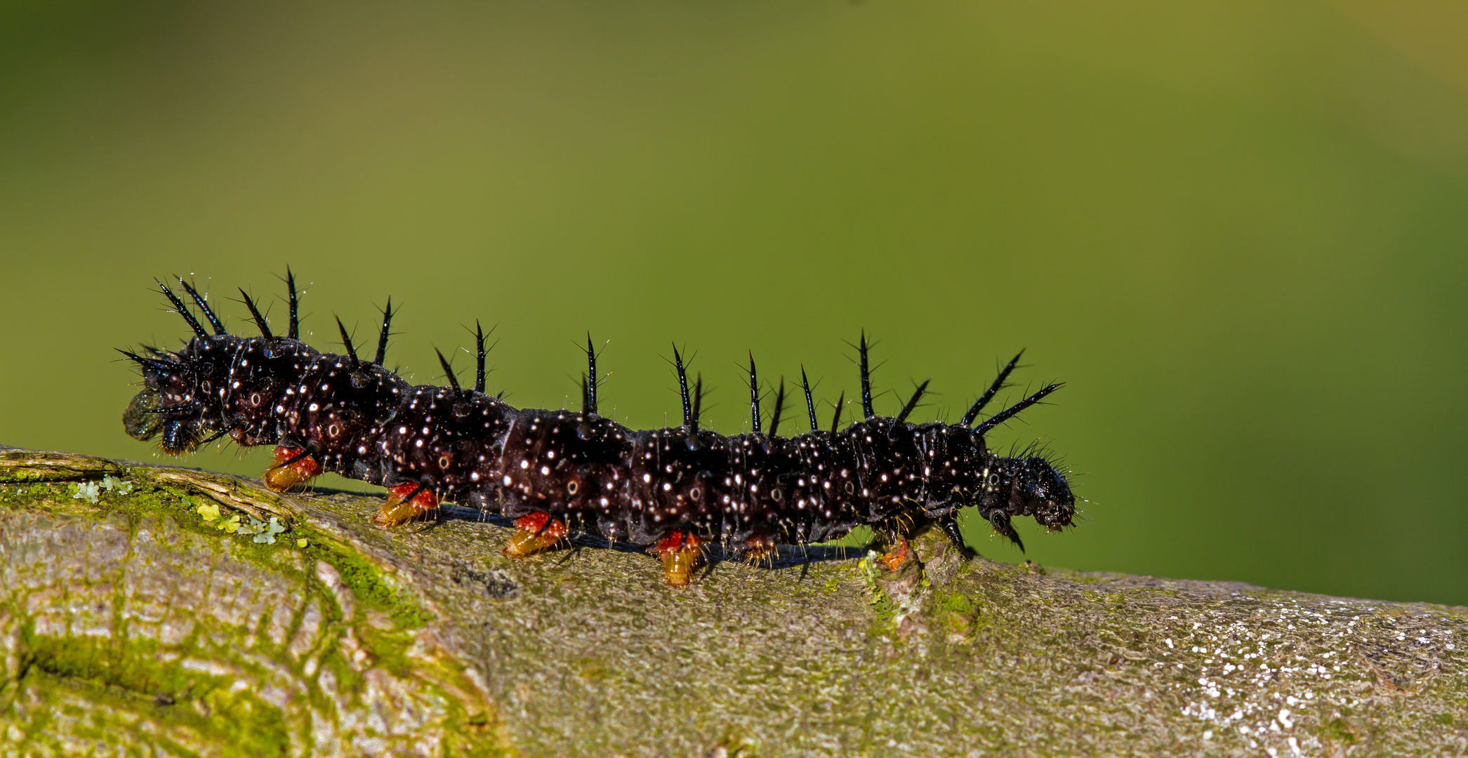 Raupe des Tagpfauenauges