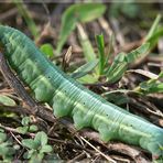 raupe des taubenschwänzchens