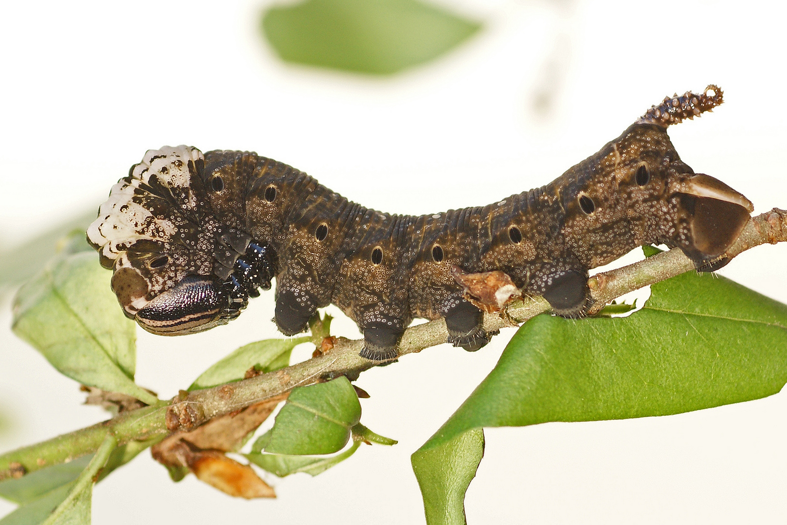 Raupe des Totenkopfschwärmers (Acherontia atropos), Braune Variante