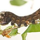 Raupe des Totenkopfschwärmers (Acherontia atropos), Braune Variante