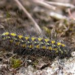 Raupe des Trockenrasen-Flechtenbärchens