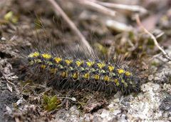 Raupe des Trockenrasen-Flechtenbärchens