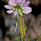 Raupe des Veränderlichen Widderchens an Kronwicke