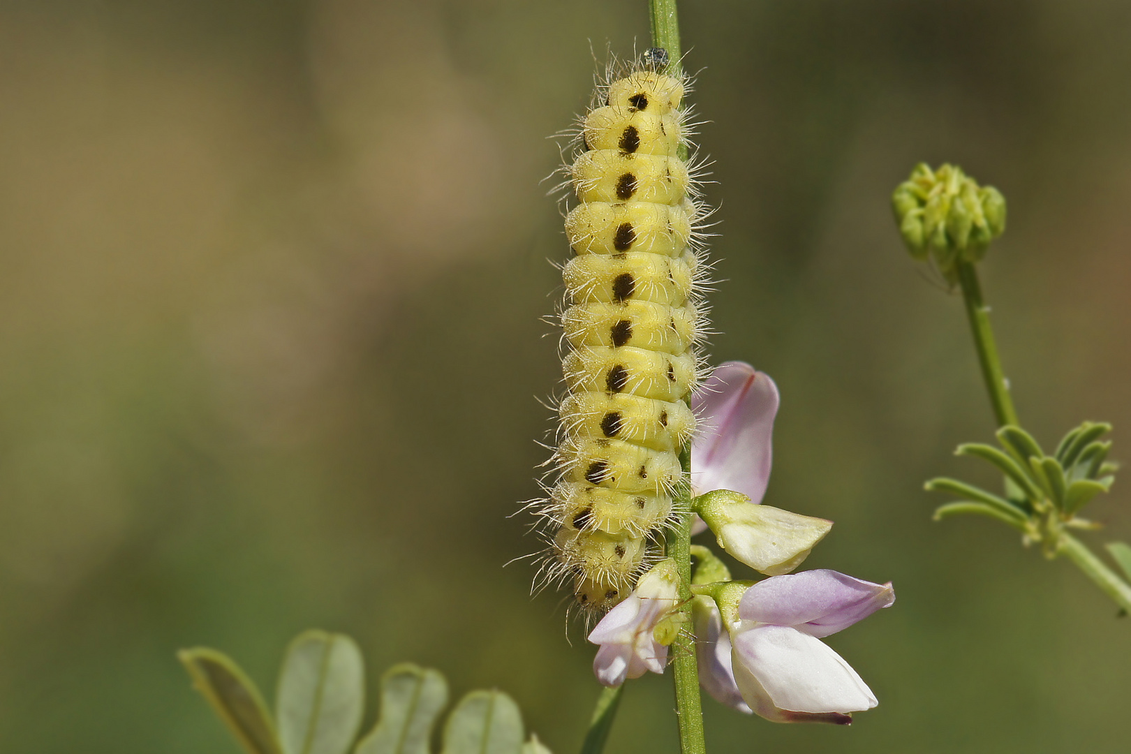 Raupe des Veränderlichen Widderchens (Zygaena ephialtes)