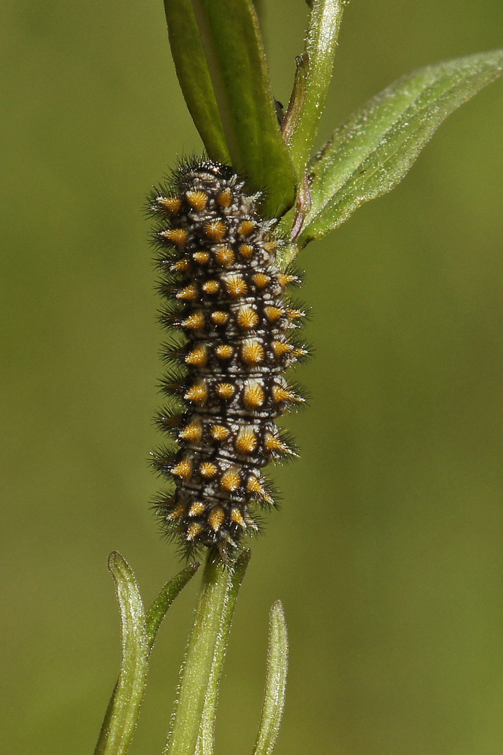 Raupe des Wachtelweizen-Scheckenfalters (Melitaea athalia)