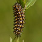 Raupe des Wachtelweizen-Scheckenfalters (Melitaea athalia)