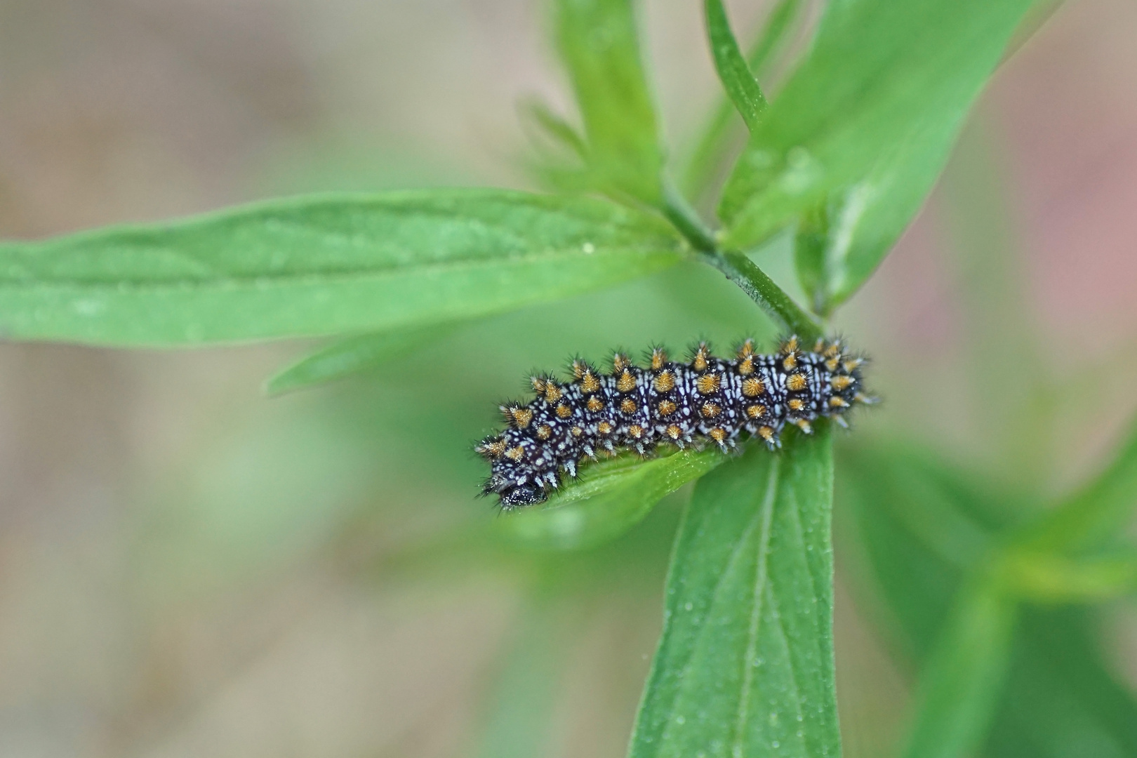 Raupe des Wachtelweizen-Scheckenfalters (Melitaea athalia)