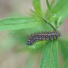 Raupe des Wachtelweizen-Scheckenfalters (Melitaea athalia)