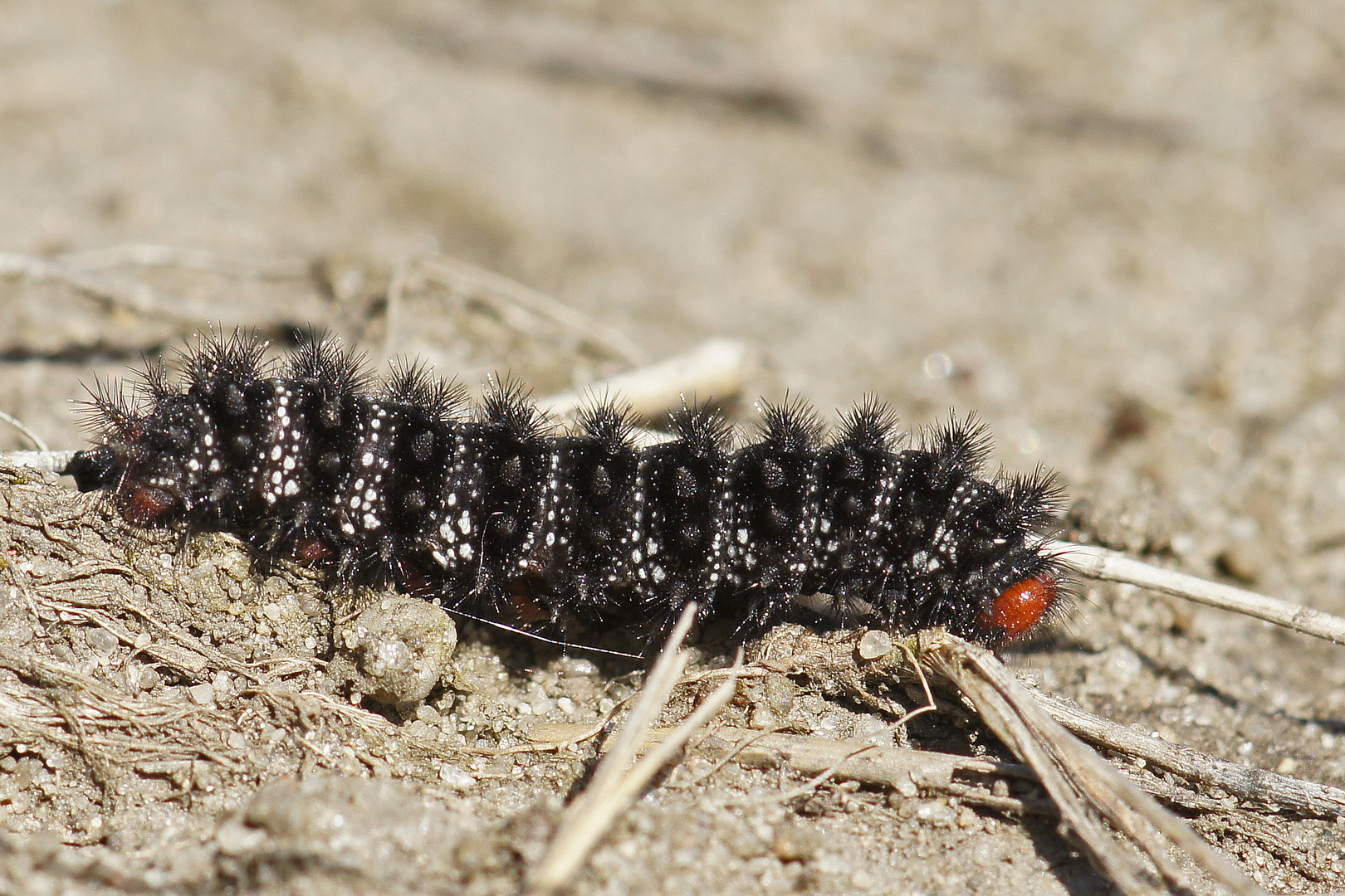 Raupe des Wegerich-Scheckenfalters (Melitaea cinxia)