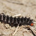 Raupe des Wegerich-Scheckenfalters (Melitaea cinxia)