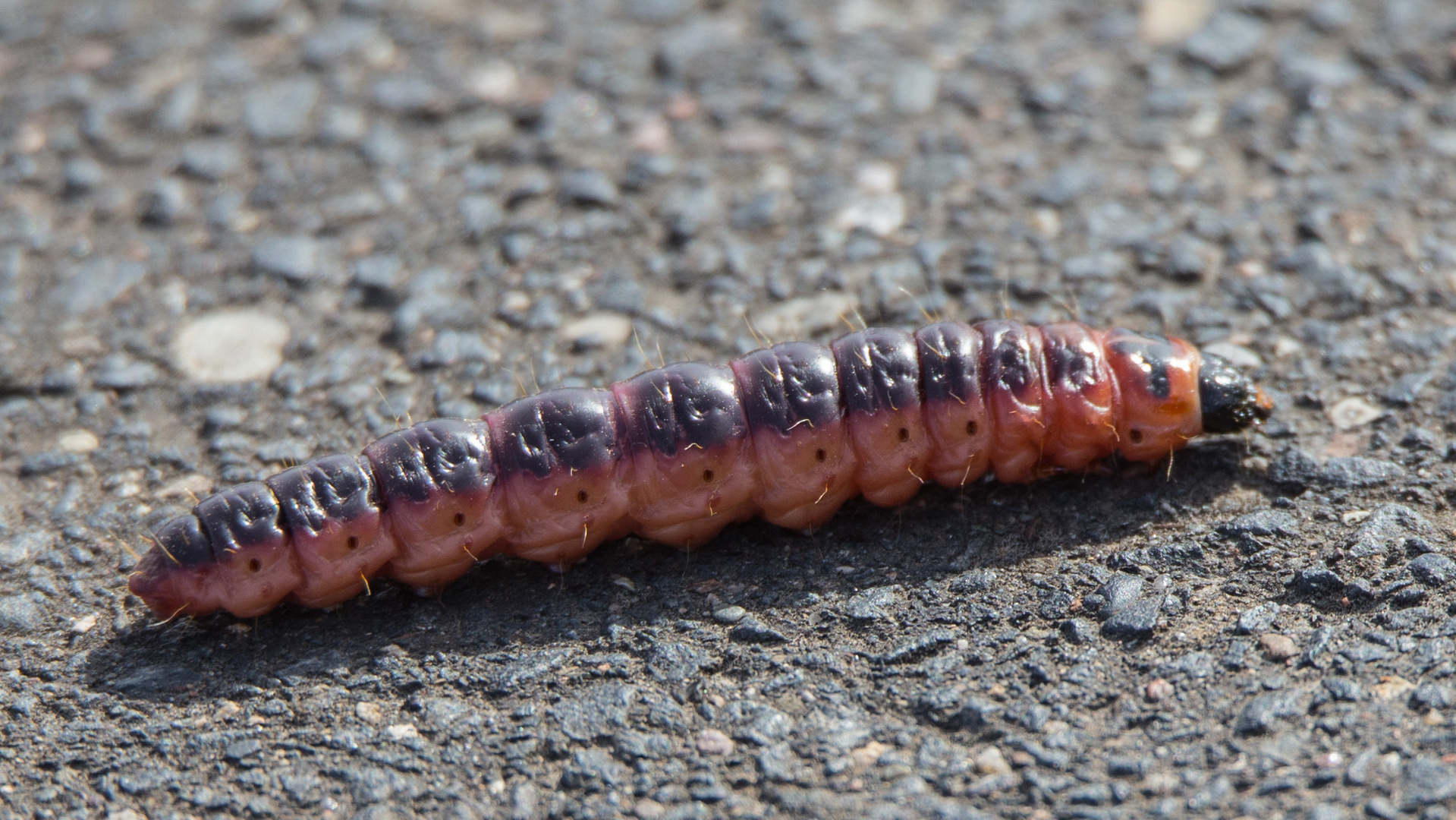 Raupe des Weidenbohrer.