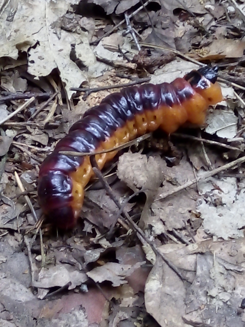 Raupe des Weidenbohrer 