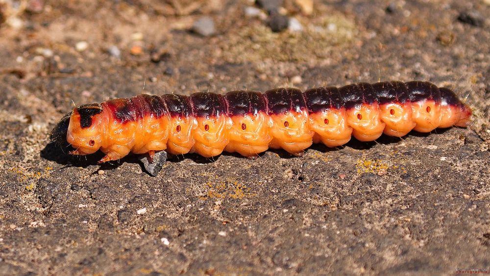 Raupe des Weidenbohrers Foto & Bild sommer, natur, nahaufnahme Bilder