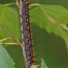 Raupe des Weißdornspinners (Trichiura crataegie)