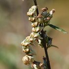 Raupe des Wermut-Mönches (Cucullia absinthii)