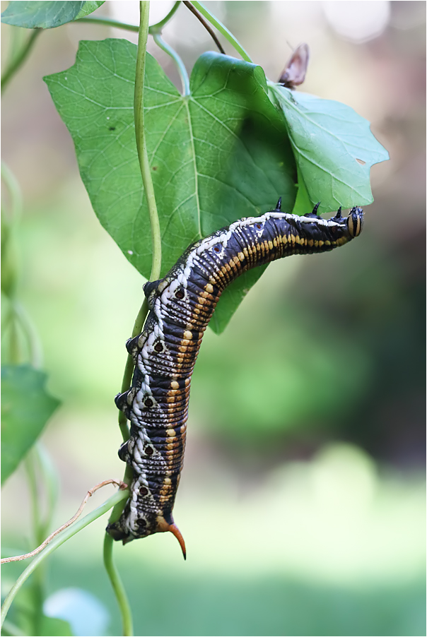 Raupe des Windenschwärmers