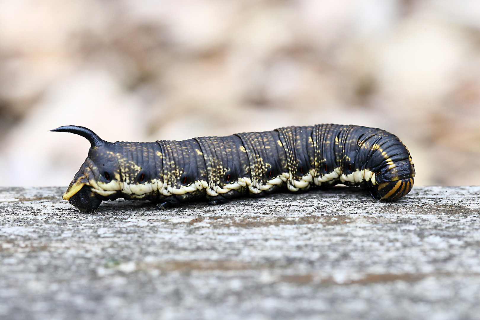 Raupe des Windenschwärmers