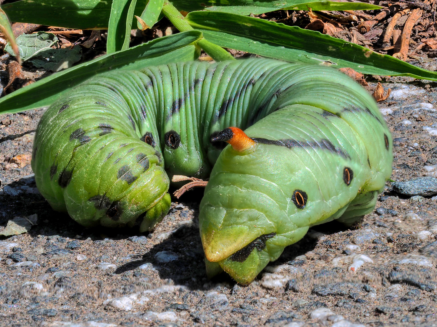 Raupe des Windenschwärmers (Agrius convolvuli)