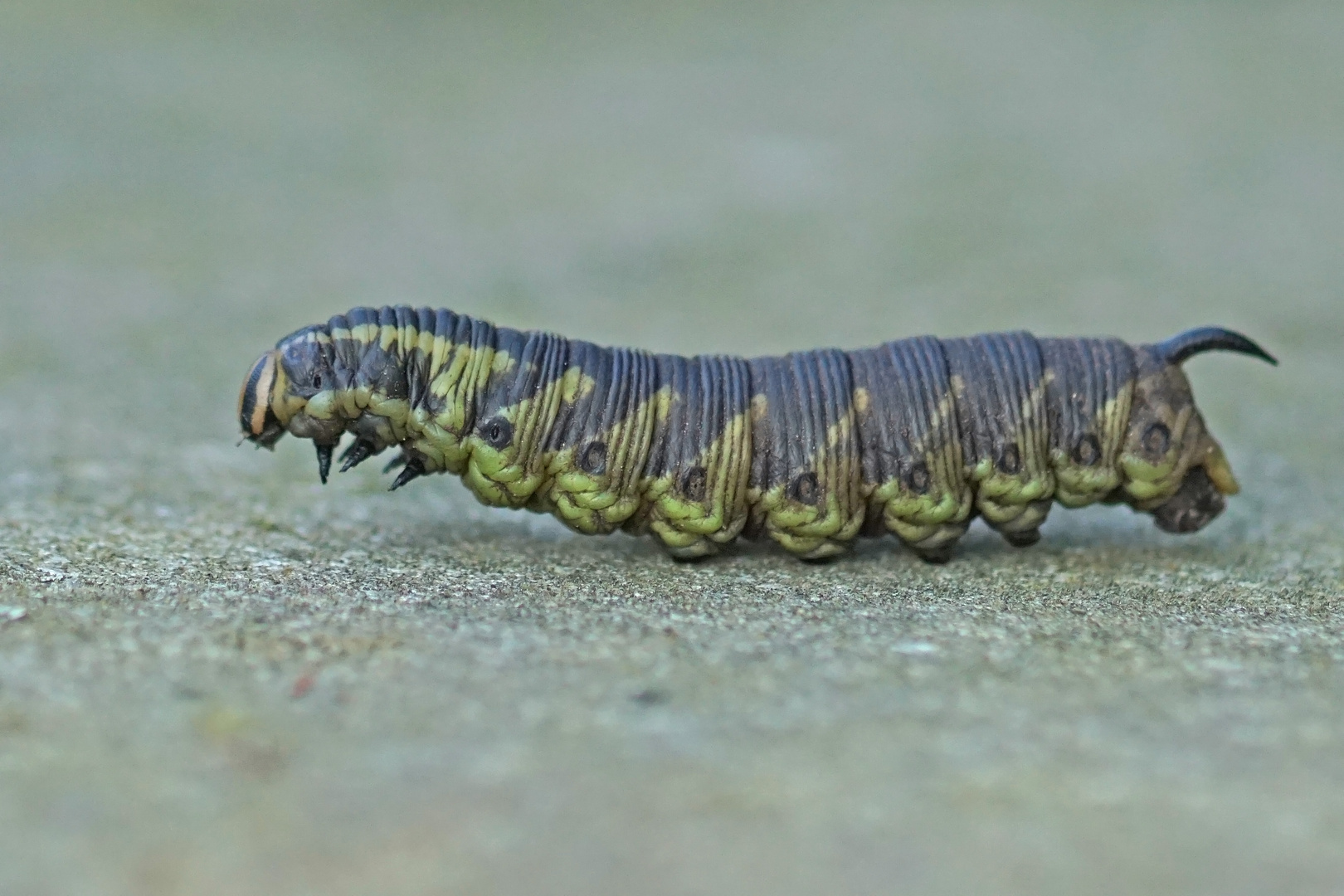 Raupe des Windenschwärmers (Agrius convolvuli)