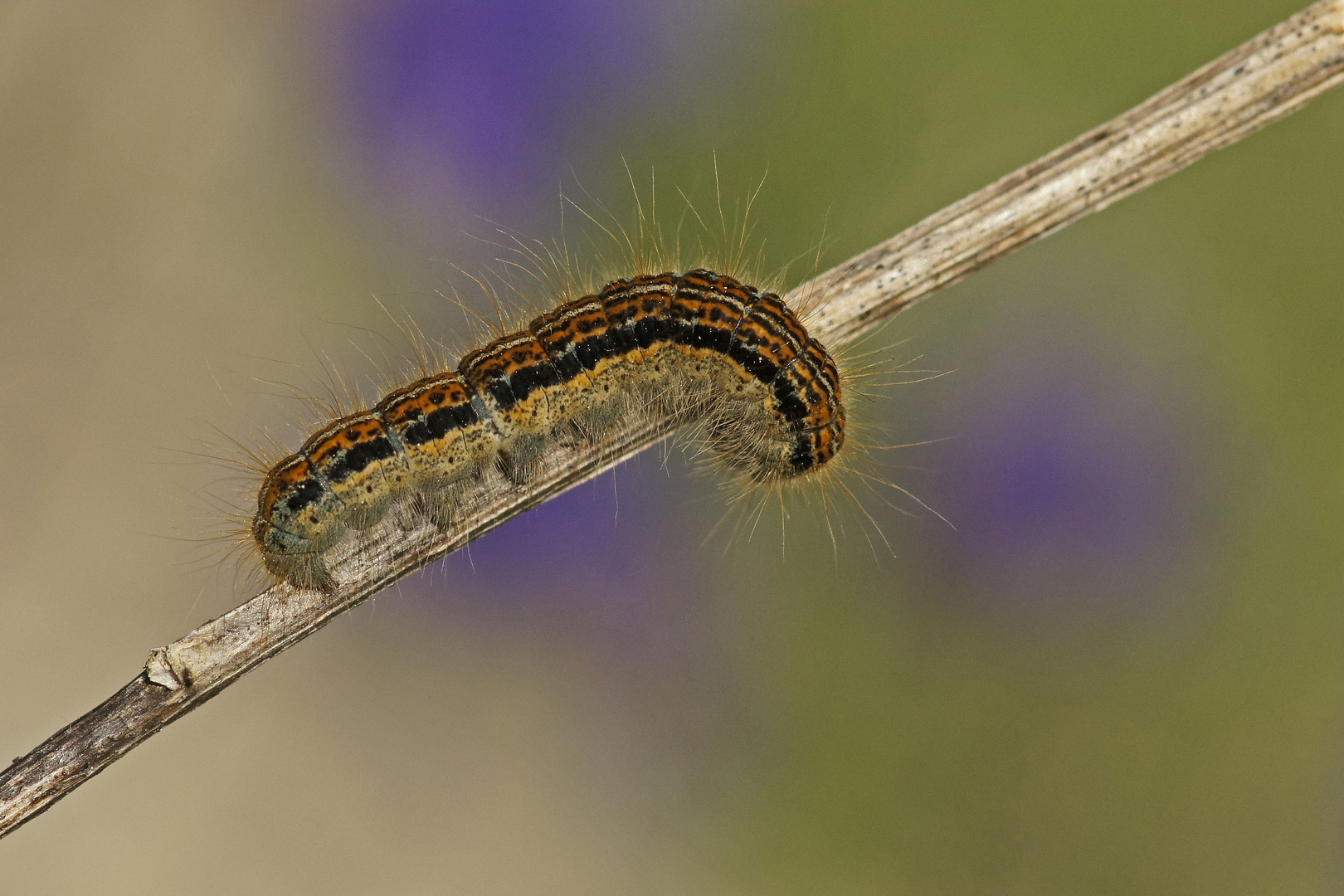 Raupe des Wolfsmilch-Ringelspinners (Malacosoma castrensis)