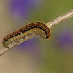 Raupe des Wolfsmilch-Ringelspinners (Malacosoma castrensis)