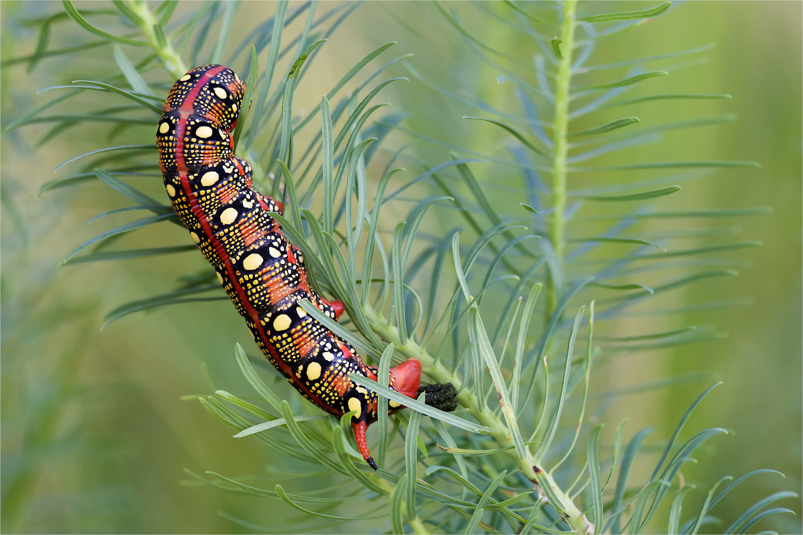 Raupe des Wolfsmilchschwärmers