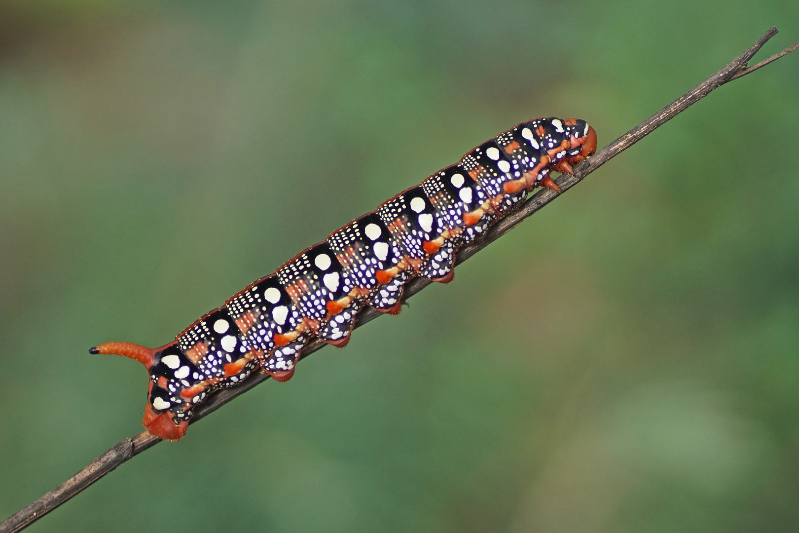 Raupe des Wolfsmilchschwärmers (Hylas euphorbiae)