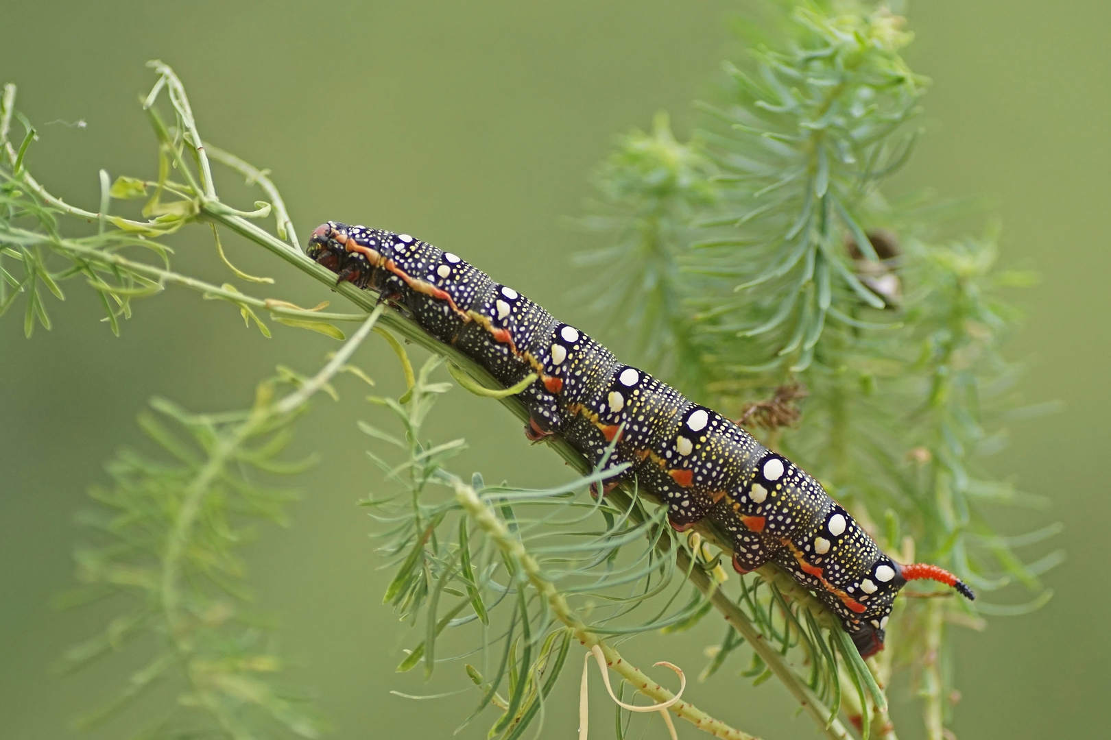 Raupe des Wolfsmilchschwärmers (Hylas euphorbiae)